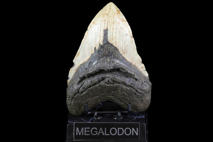 Huge, Fossil Megalodon Tooth - North Carolina #75501